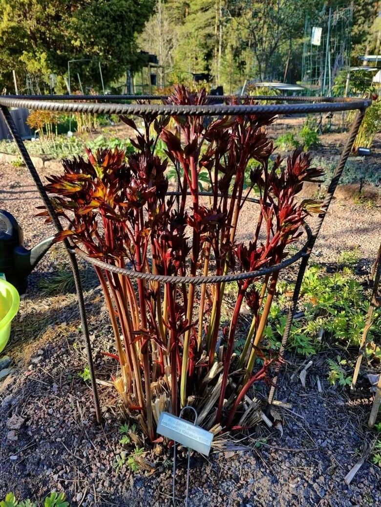 Metāla statīvs peonijām – Ø 50 cm