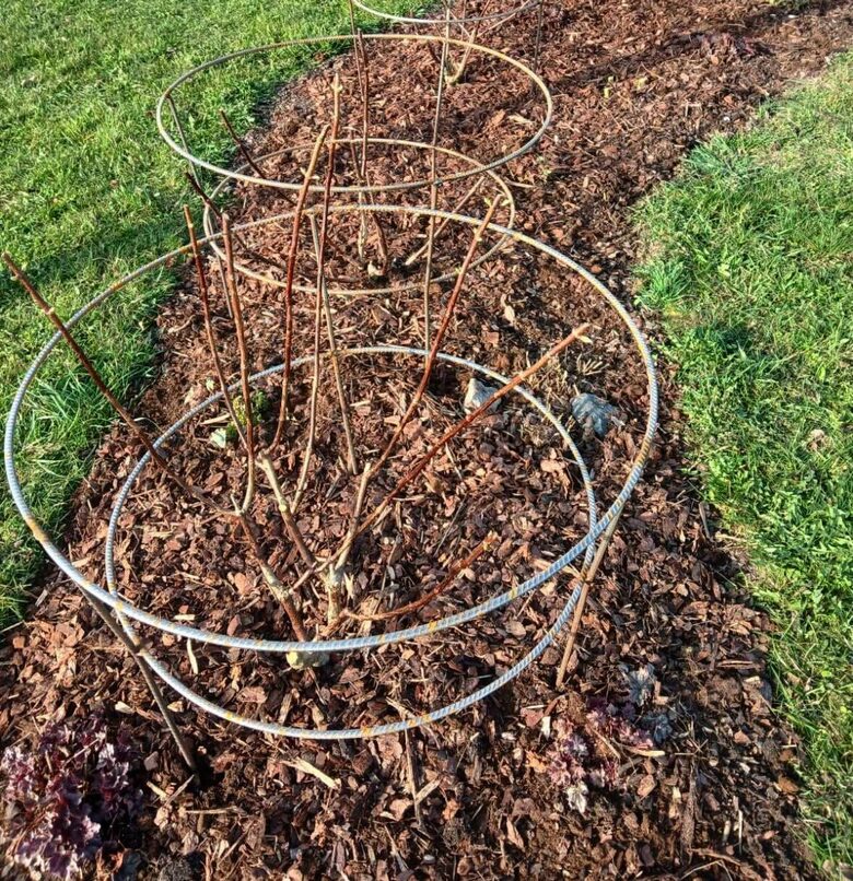 Metāla statīvs ogu krūmiem un hortenzijām – Ø 70 cm