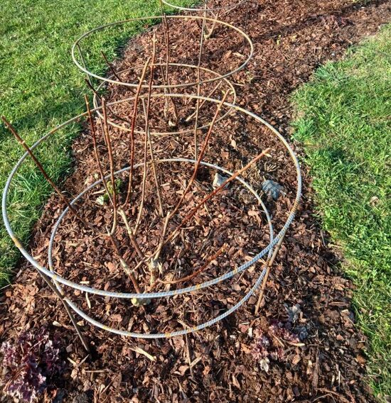 Metāla statīvs ogu krūmiem un hortenzijām – Ø 70 cm